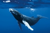whale66 - joueur Oceanzer
