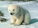 petit ours blanc - Ours blanc Mâle (2 mois)