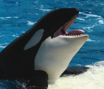 Orca - Orque (Autre)